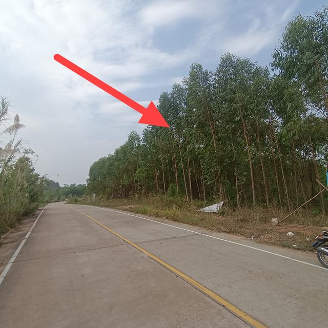 ที่ดิน 10 ไร่ จ.บึงกาฬ 3