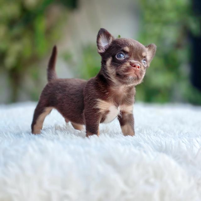 น้องไมโลชิวาวาขนสั้นสีช็อคแทนเพศผู้อายุ2เดือน รูปย่อยที่ 4
