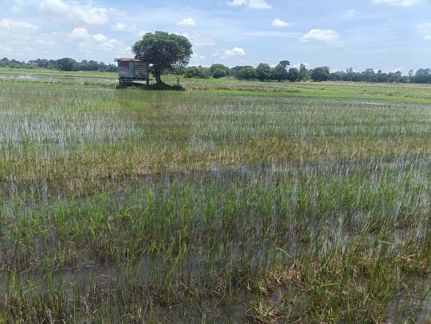 ที่ดินที่นาอำเภอโพทะเลจังหวัดพิจิตร 3