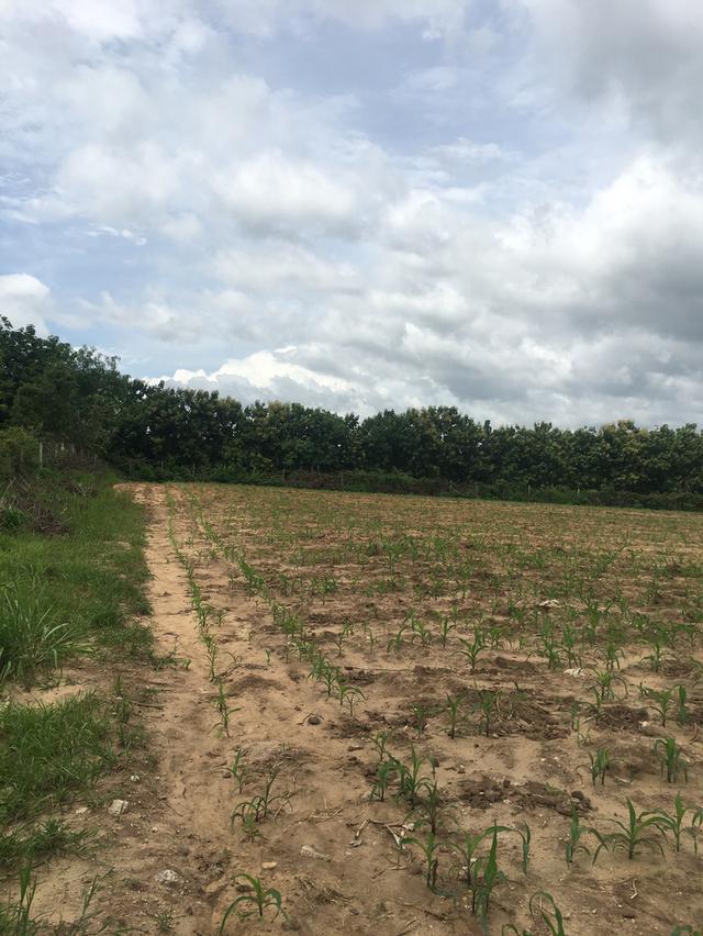 ขายที่ดินโฉนดเขาใหญ่ 7 ไร่ วิวสวย ทำเลศักยภาพสูง ใกล้ถนนหลวงหมายเลข 2235 และใกล้แหล่งท่องเที่ยว 5