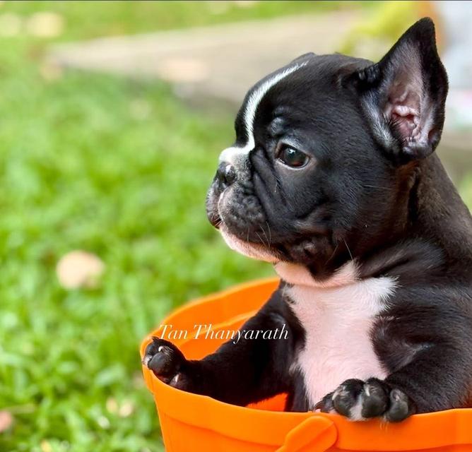 เฟรนบลูด็อก ด.ช. อายุ 45 วัน พร้อมย้ายบ้าน