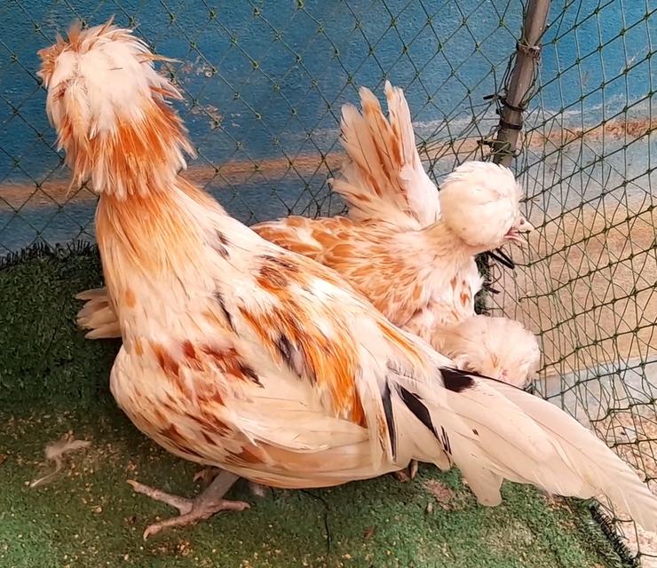 ไก่โปแลนด์ขนเรียบสีชามอยชุด3ตัวผู้1เมีย2"ส่งฟรีทั่วไทย" รูปที่ 3