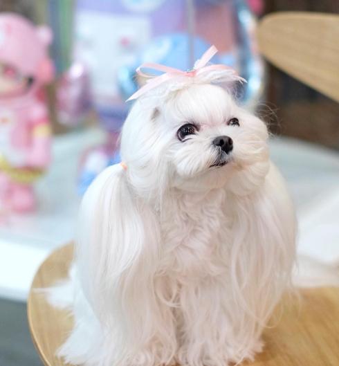 มอลทีส (maltese) 3