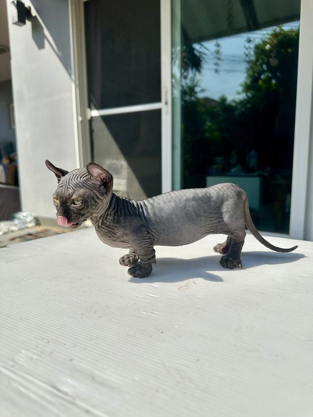 ดญ.สฟิงค์ Dwelf สีบลู