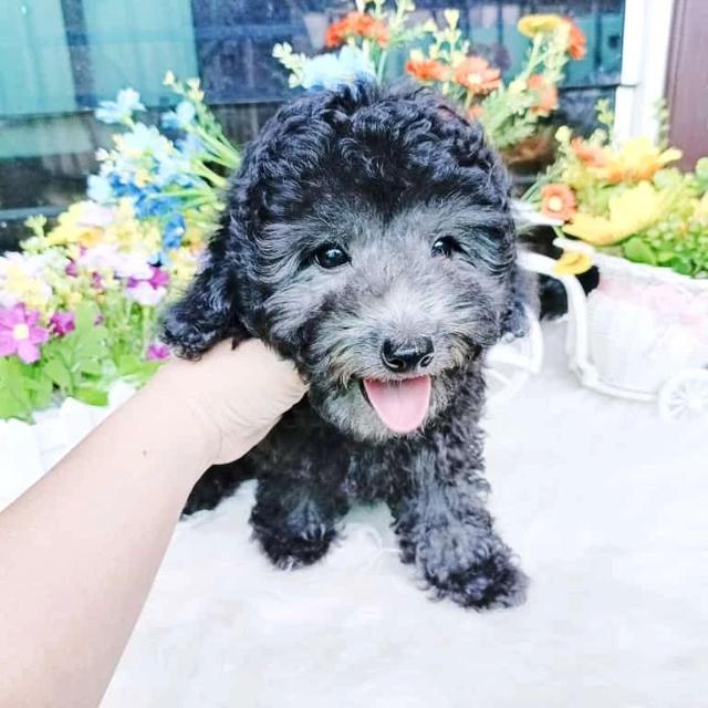 Toy Poodle puppies For sale 4