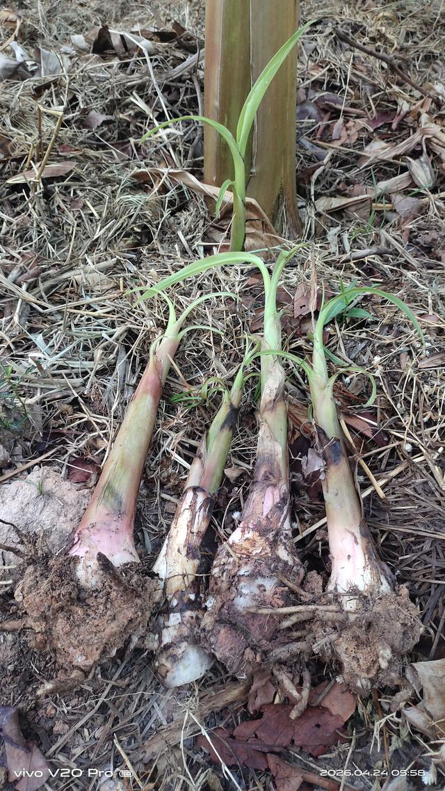 หน่อพันธุ์กล้วยงาช้างPlantain รูปย่อยที่ 2
