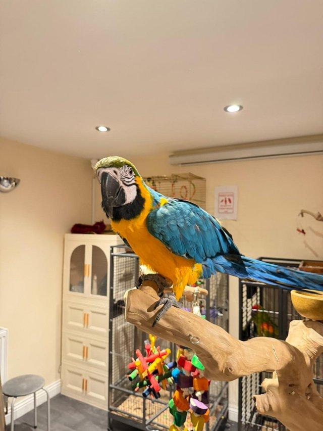 Pair of Blue and Gold Macaw Parrots รูปที่ 3