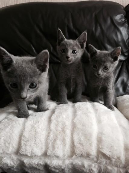 Russian Blue Kittens  WhatsApp me : +66 63 826 3042 รูปที่ 3