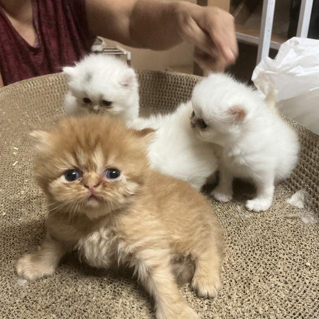 ลูกแมวเปอร์เซีย หน้าบี้หน้าหล่น หน้าตุ๊กตา เปิดกล้องดูเด็กๆได้ค่ะ รูปที่ 10