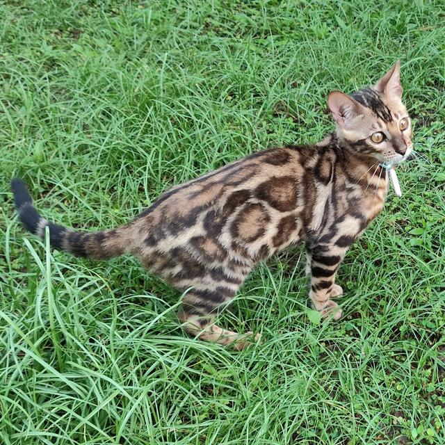 Bengal cat boy 4 months old รูปที่ 5