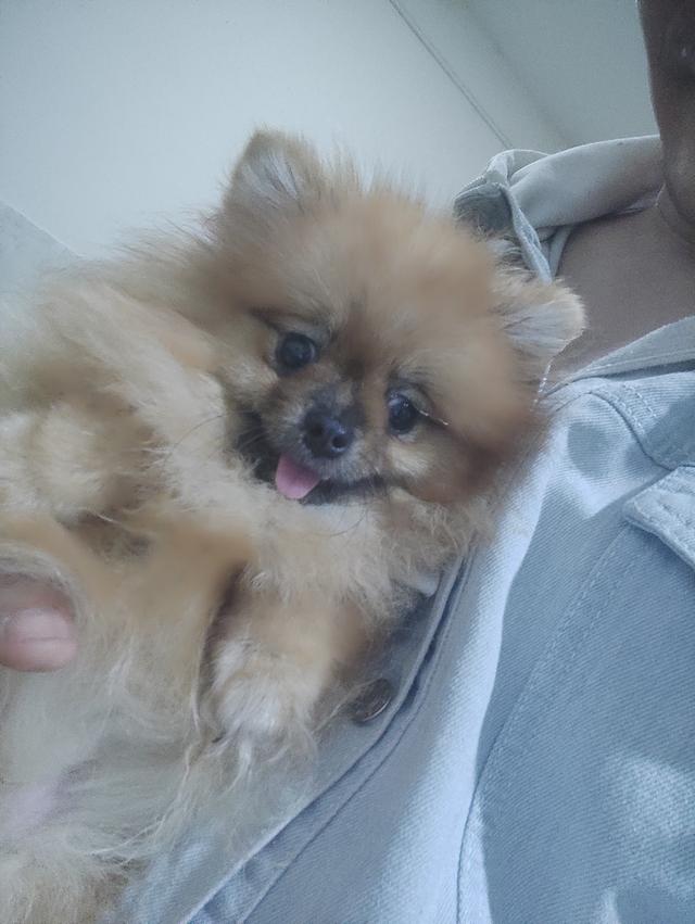 ขายแม่พันธุ์สาว 11 เดือน สายเลือดประกวดทั้งสายพ่อ และสายแม่ ใบเพ็ดแท้