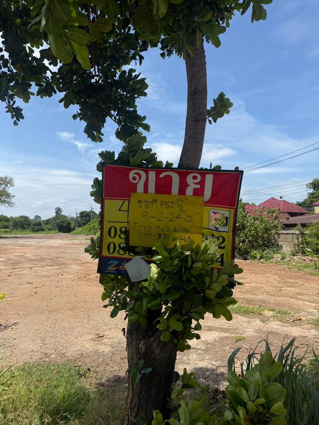 ขายที่ดิน จังหวัดระยอง ติดทะเล สวยที่สุดแปลงสุดท้าย 6
