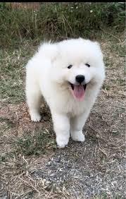 สุนัขสายพันธุ์ซามอยด์ (Samoyed) 2