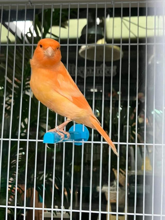 คีรีบูนขนส้มสีสวย