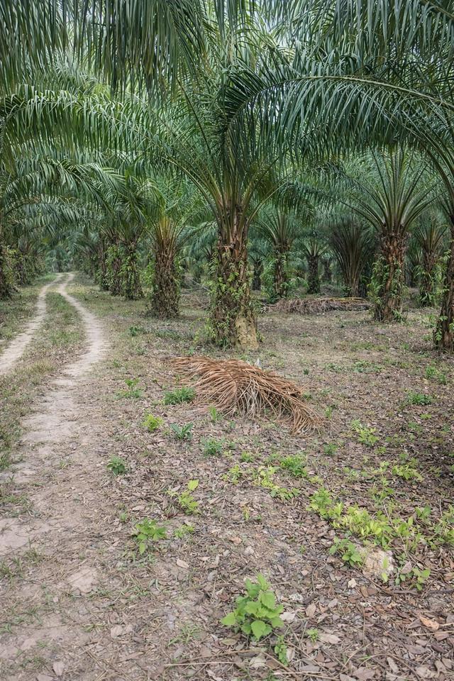🌴 สวนปาล์มน้ำมัน พร้อมเก็บผลผลิต ทำเลดี ใกล้ถนน 🌴 6