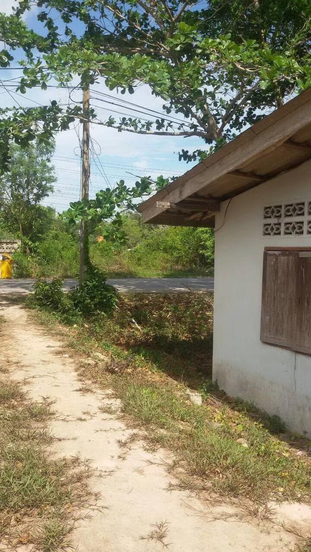 ขายที่ดินบ้าน ม.6 บ้านมะกรูด โคกโพธิ์ ปัตตานี 11