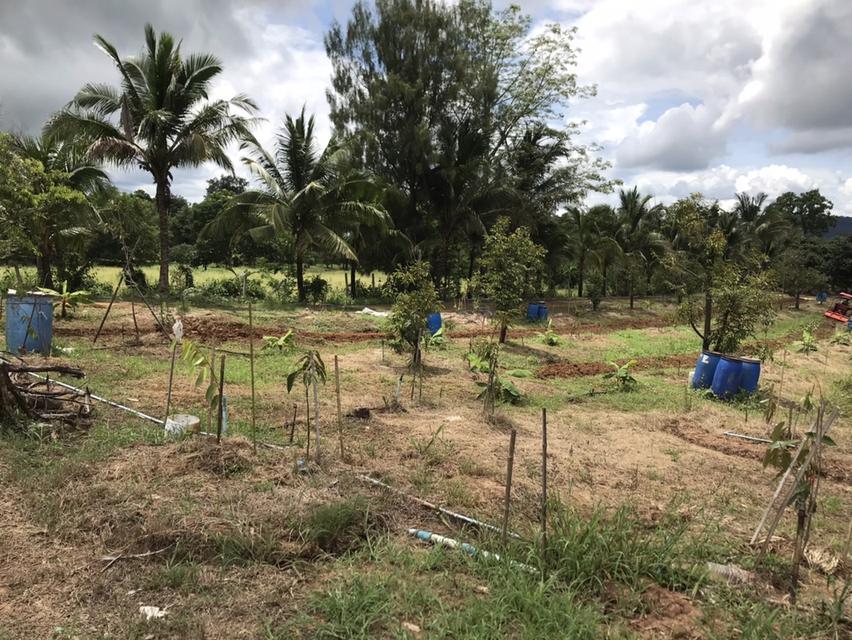 ให้เช่า สวนผลไม้ 12 ไร่ 7 หมื่นต่อปี 9