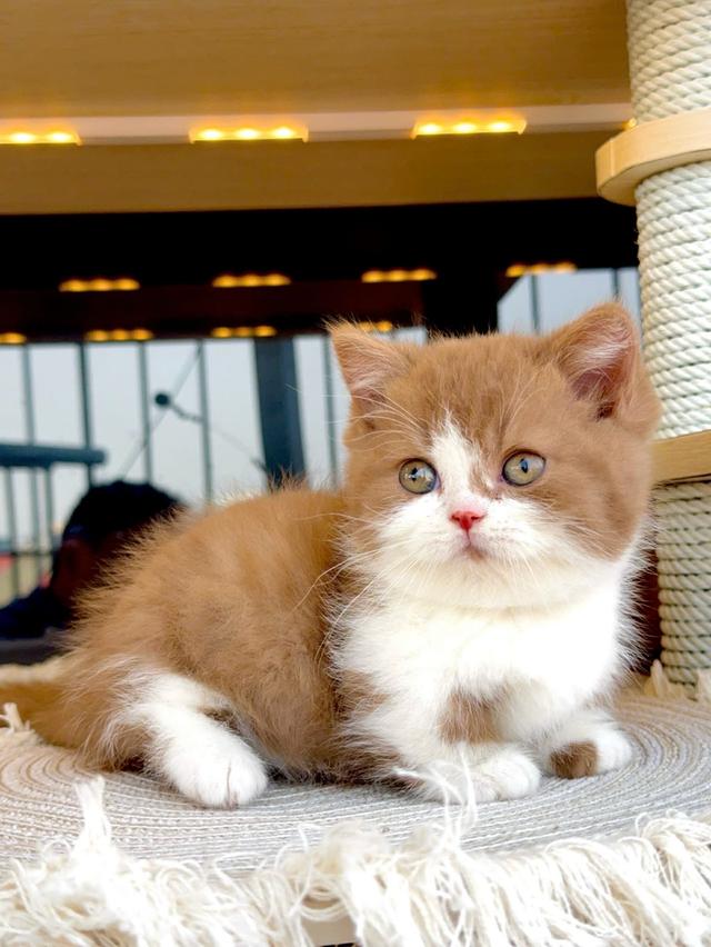 แมวมันช์กิ้น บริติช แร็กดอลรวมในนี้ทักได้เลยค่ะ รูปที่ 12