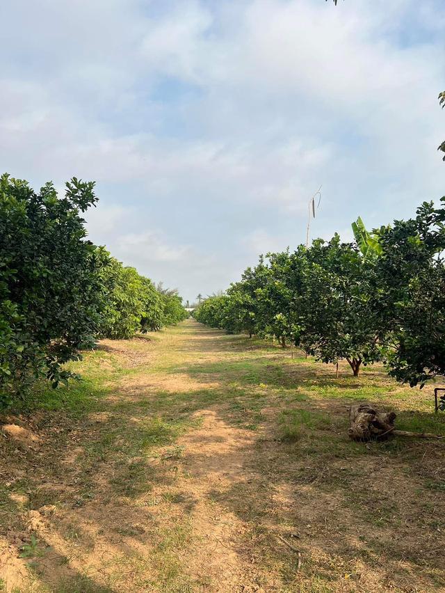 โรงงานพร้อมสวนที่ดินส้มโอ 10