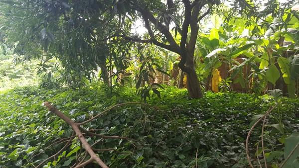 ขายที่ดิน 397 ตรว. ถมแล้ว สุขุมวิท 50 ซอยสวัสดี พระโขนง กรุงเทพ พื้นที่สีส้ม บรรยากาศดี เหมาะสร้างบ้านหรู ซื้อลงทุน โทร 0999568316 3