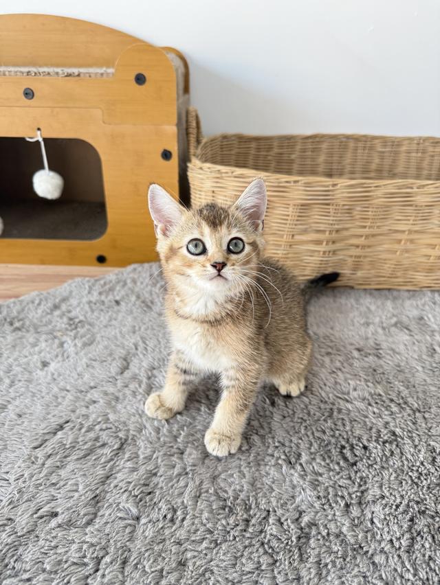 ลูกแมวพันธุ์บริติชแท้ รูปที่ 5