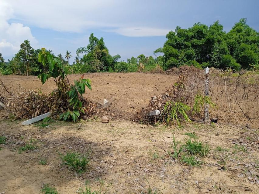 ขายที่ดินเปล่า เมืองตาก ซอยริมน้ำปิง 10 ไร่เศษ มีสักเล็กน้อย ร้อยกว่าต้น 2