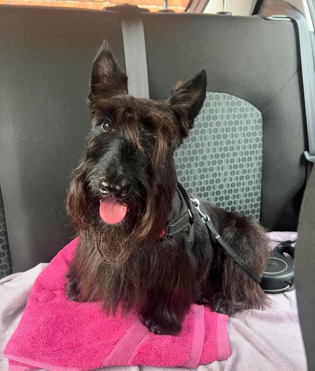 ขายสุนัข Scottish Terrier สีดำ