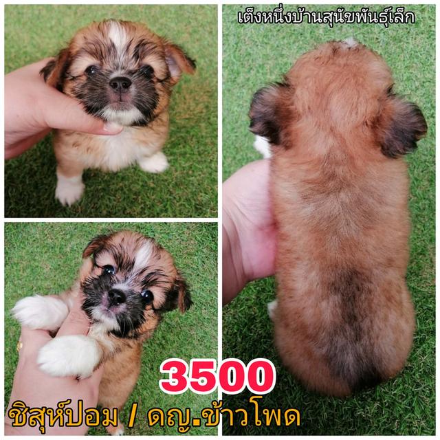 ลูกสุนัขชิสุห์ผสม พร้อมย้าย