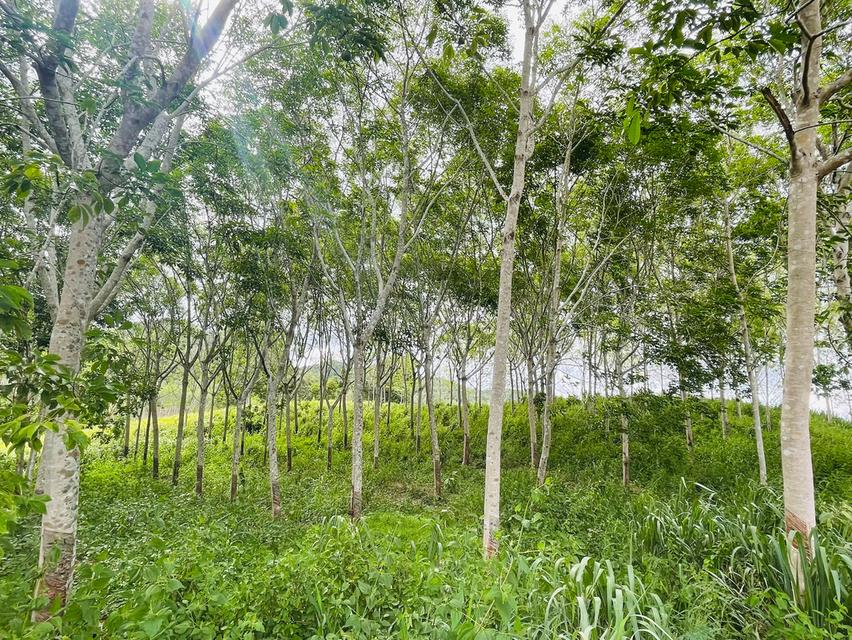 ขายที่ดิน ป่าละอู ห้วยสัตว์ใหญ่ หัวหิน สวนทุเรียน ยางพารา 22 ไร่เศษ พร้อมบ้าน 1 หลัง 4