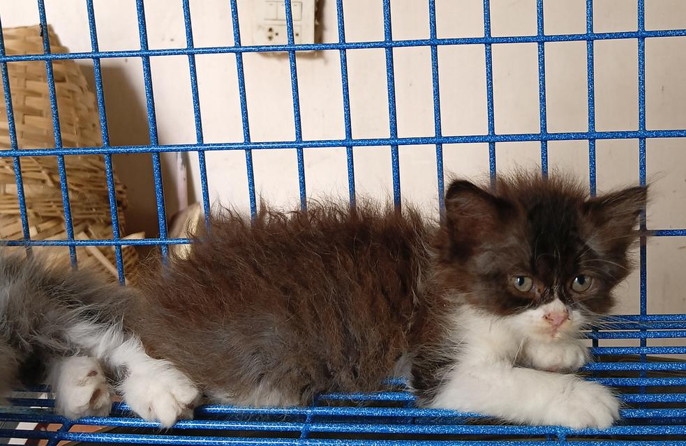 sale ลูกแมวสก็อตติชเปอร์เซีย รูปที่ 5