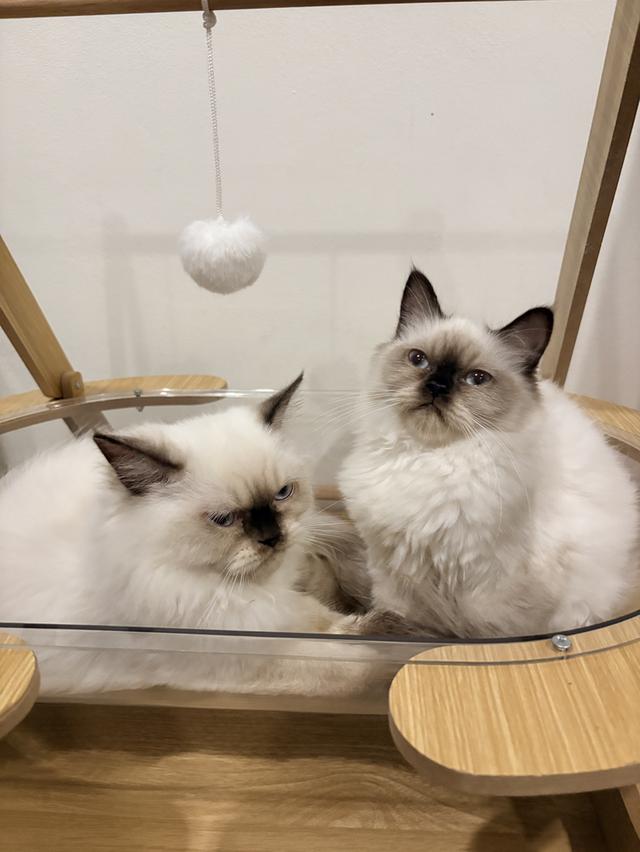 ❌🏠ได้บ้านแล้ว เปอร์เซียหิมาลายันแท้ รูปที่ 4