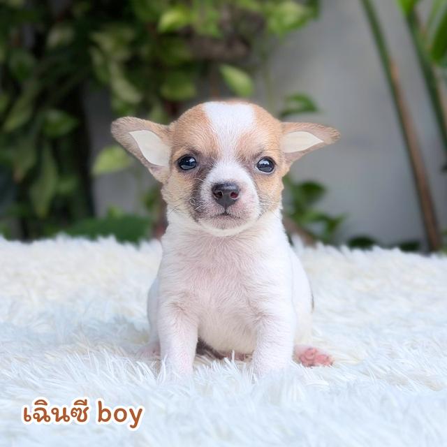 ขิวาวาขนสั้นสายพันธุ์แท้ รูปที่ 3