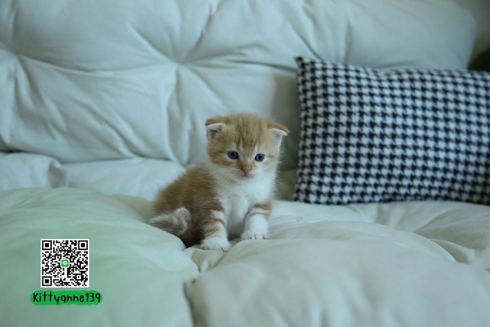 แมวสก็อตติชโฟลด์แท้แบ่งเลี้ยง 17