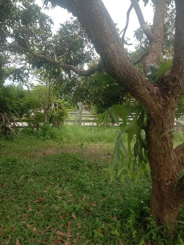 ที่ดินพร้อมบ้าน 4ไร่2งาน 3.2 ล้าน ห่างจากถนน 304 2กิโลเมตร ทางไปคลองสอง