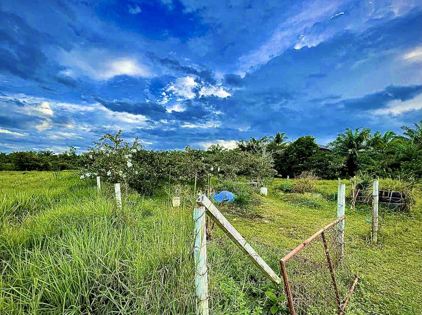 ขายที่ดิน 7