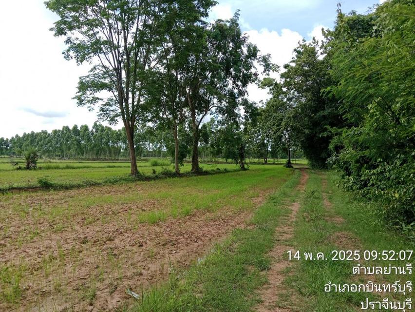 ขายที่นามี 4 แปลงติดกัน เนื้อที่รวม 118 ไร่ 1
