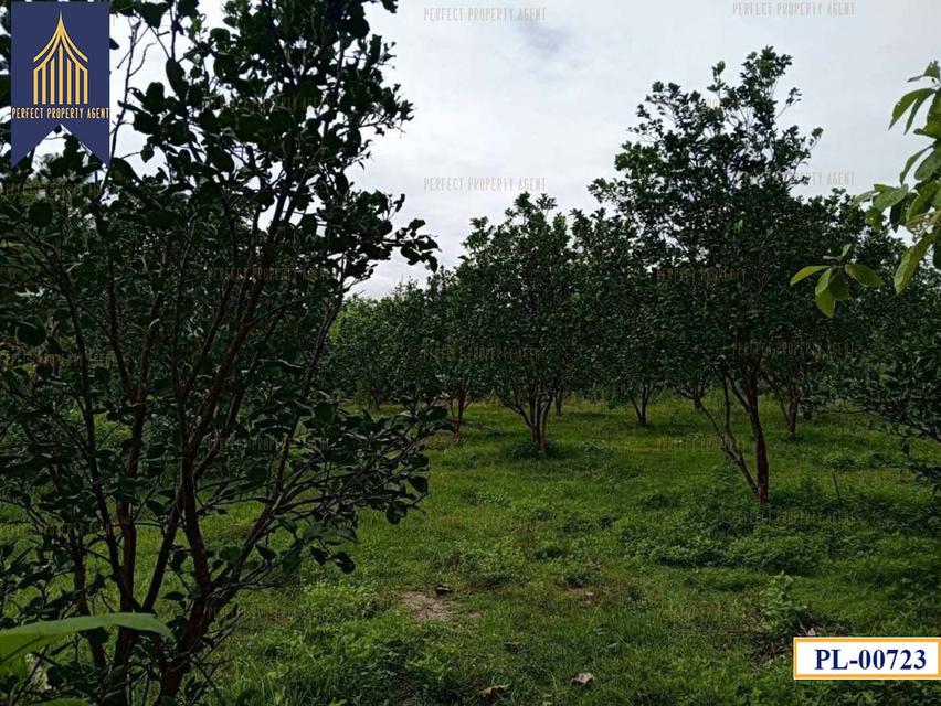 ที่ดิน อำเภอ เถิน จังหวัด ลำปาง 35 ไร่ติดถนนสายเอเชียและแม่น้ำวังพัฒนา 2