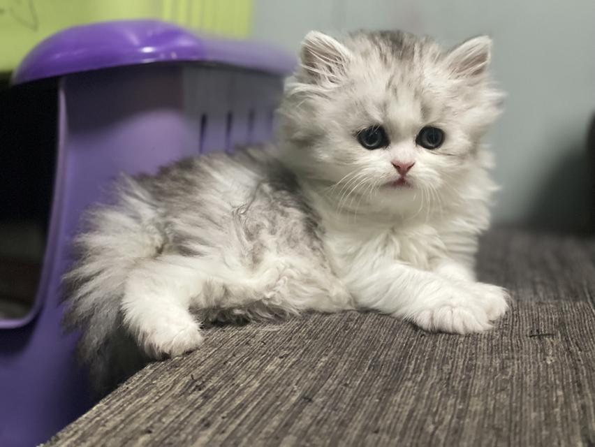 น้องดีมงคล(แมวอารมณ์ดี)