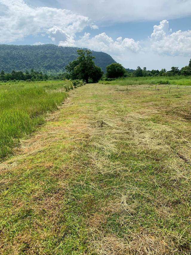 ขายที่ดินสวยทำเลศักยภาพ ใกล้เขาใหญ่ จ.ปราจีนบุรี 9
