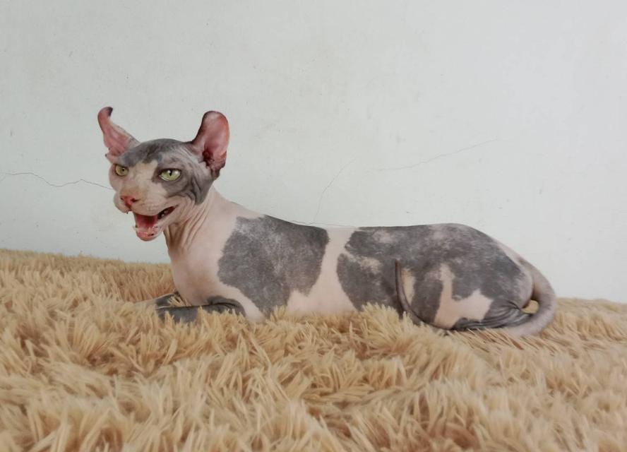 11.แมวเอลฟ์/เพศเมีย หาบ้าน Elf Cat/Female looking for a new home