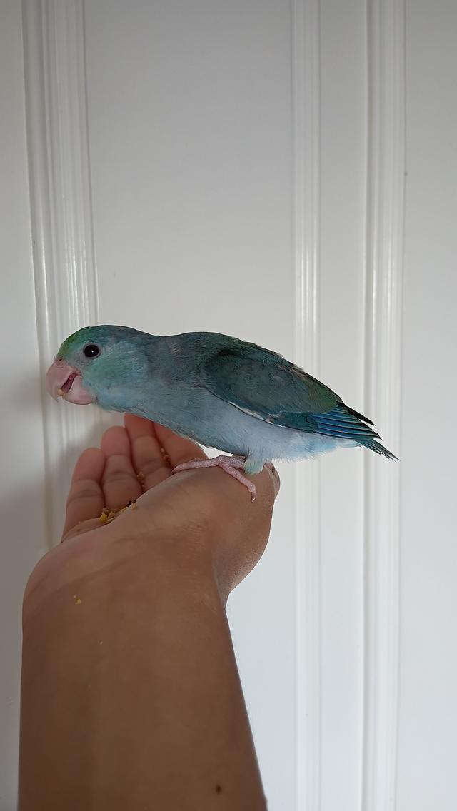 นกฟอพัส (Forpus) เพศเมีย สีโคบอลต์เทอร์คอยส์ (Cobalt Turquoise) อายุ 2 เดือนกว่า ขนนุ่มฟู เชื่องติดคน ๆ รูปที่ 8