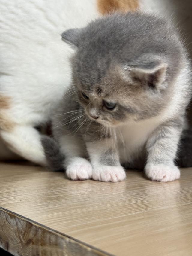 ลูกแมวสก๊อตติชโฟลด์ พร้อมย้ายบ้านวันที่ 30/03/2569 รูปที่ 7