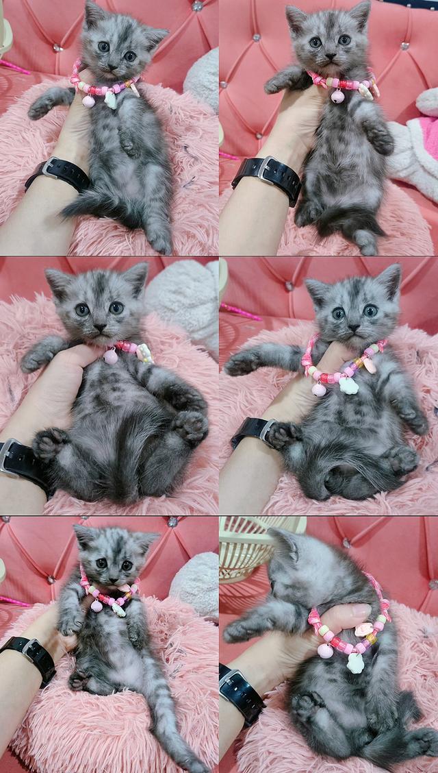 เด็กชาย หญิง สก็อตติช หาบ้าน🏡🏠😻
