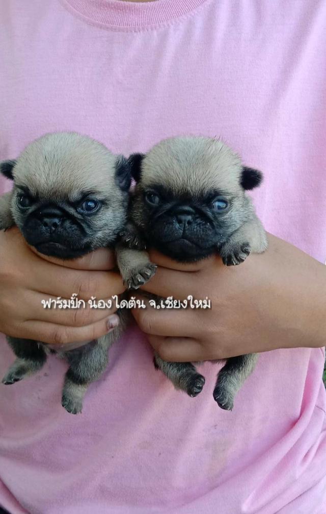 ปั๊ก เพศผู้ พร้อมเปิดจอง