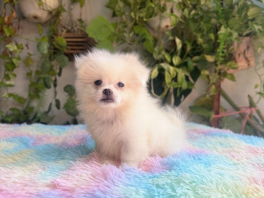 ปอมผสมชิวาวาสีขาวครีมเพศเมียพิกัดรามอินทรา