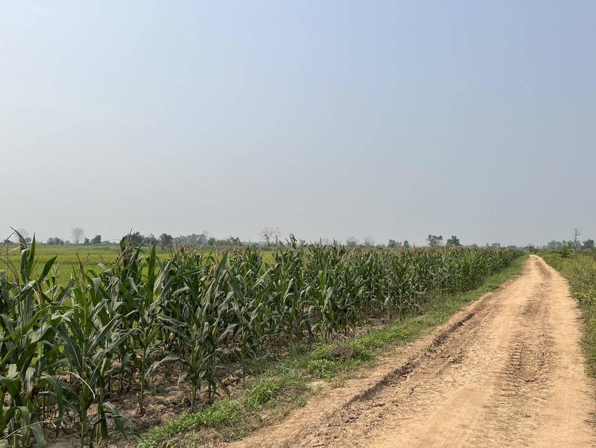 ที่ดินผืนใหญ่ 675 ไร่ ติดถนนใหญ่ อ.เชียงคำ จ.พะเยา 2