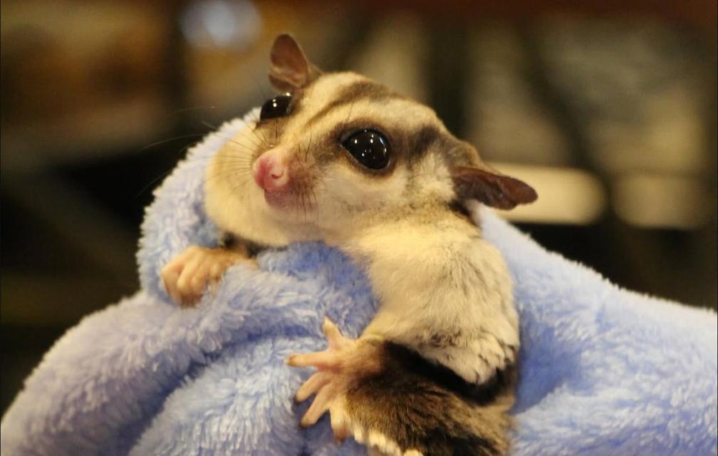 ขาย Sugar Glider สีสวยทุกตัว พร้อมย้ายแล้ว 4