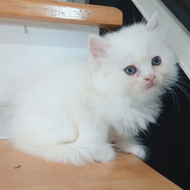 ขายลูกแมวเปอร์เซียน่ารัก ผู้ชาย ผู้หญิง พระรามสอง เทียนทะเล รูปที่ 13