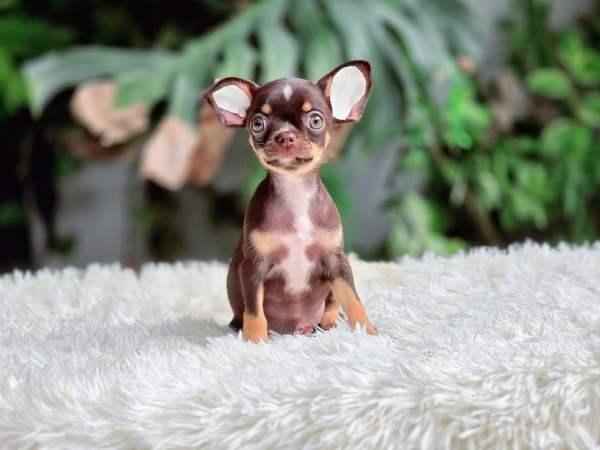 น้องคาเทียร์ชิวาวาขนสั้นสีช็อคเพศเมียวัคซีนแล้วมีส่งเก็บปลายทาง รูปย่อยที่ 2