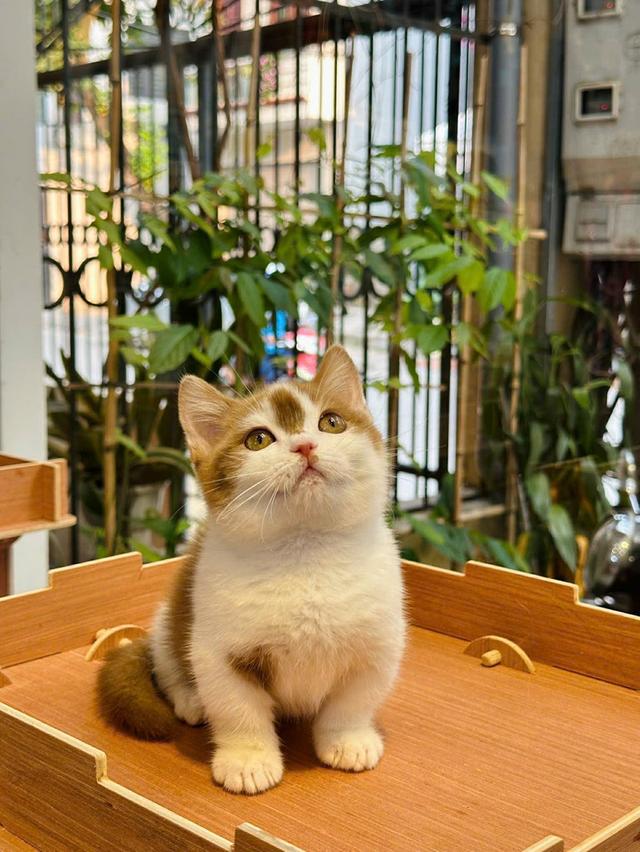 แมวมันช์กิ้น เด็กชาย 6